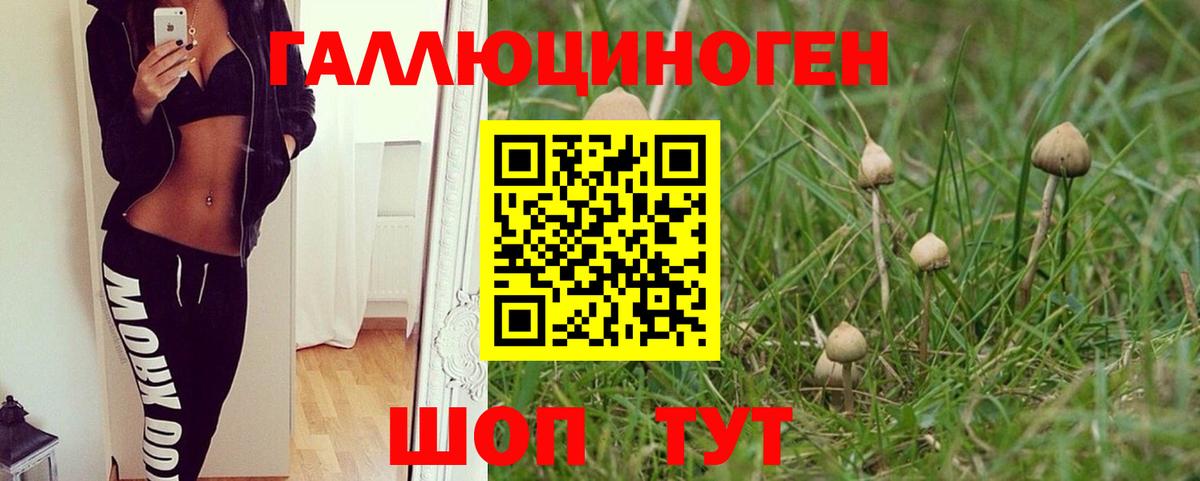 Псилоцибиновые грибы GOLDEN TEACHER  Галлюциногенные грибы Cubensis  Красный Сулин  Вход с VPN 